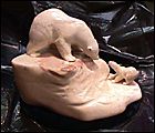 product thumbnail for Alabaster Polar Bears